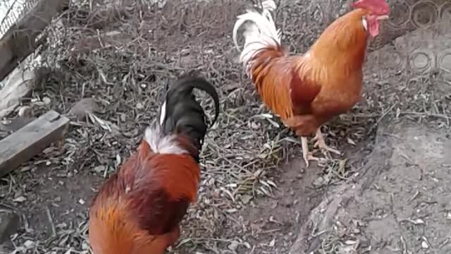 Two roosters eat food