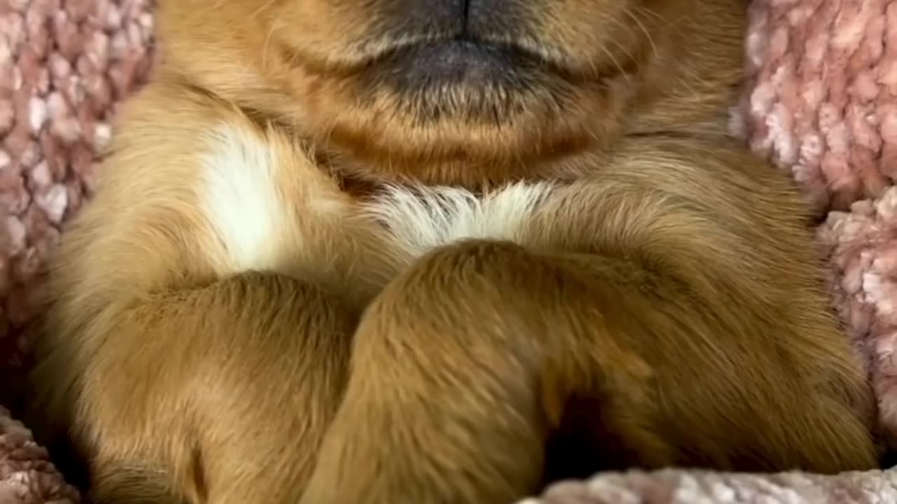 Little baby dog sleep ๐ ๐ดเฅค Cute baby dog