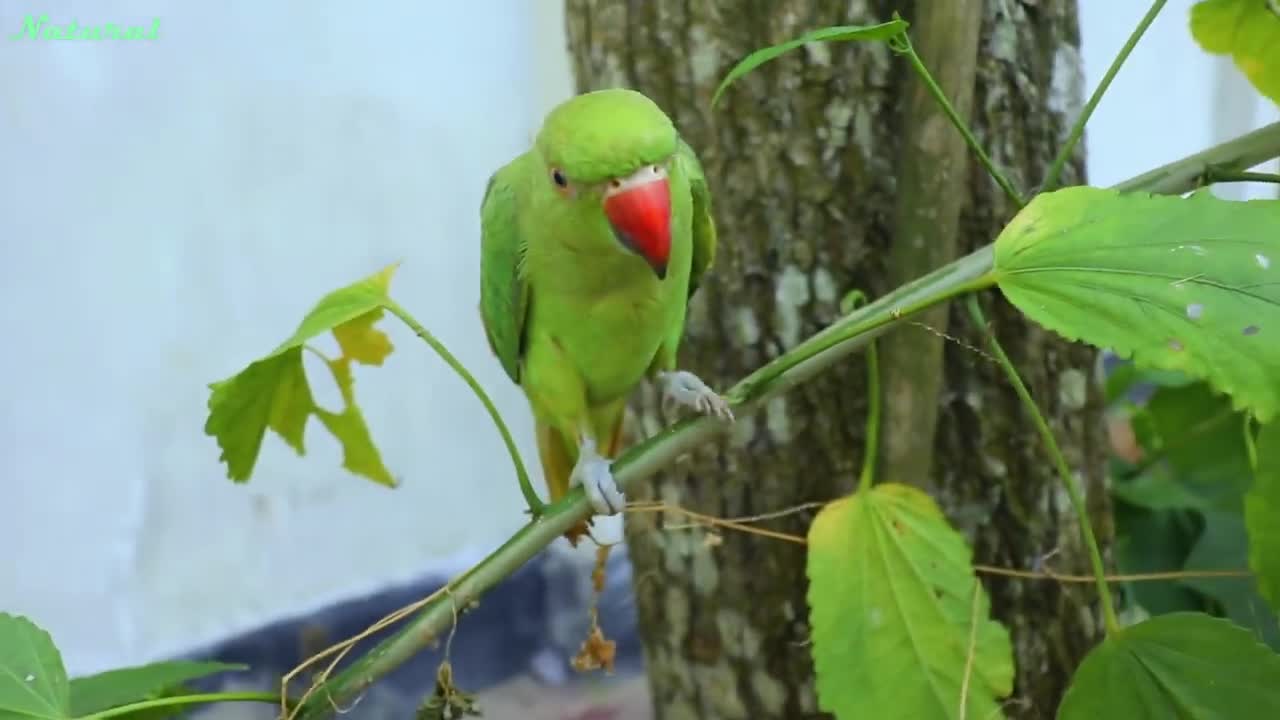 Loud Parrot Chirping Angry Voice - Natural Parrot Sounds - Parrot Calling Sounds --p3