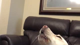 Dog sang emotionally