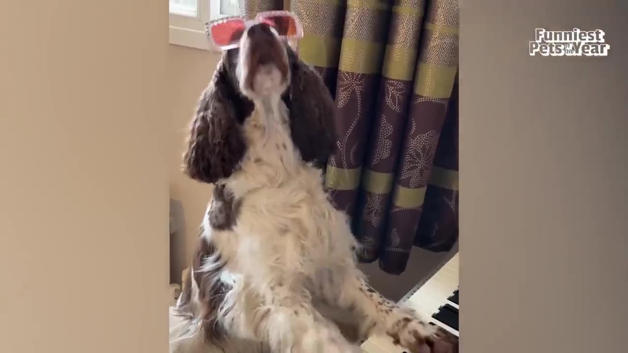 Funniest Pet Video