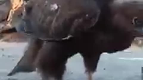 Funny video