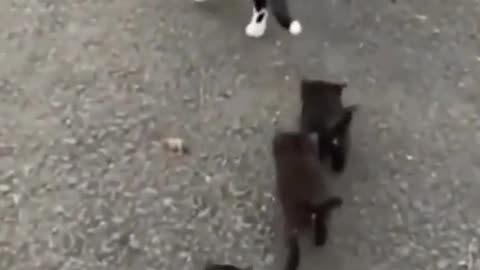 where are the cats and kittens going #164#shorts