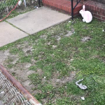 Rabbit Barks At Cat 😱