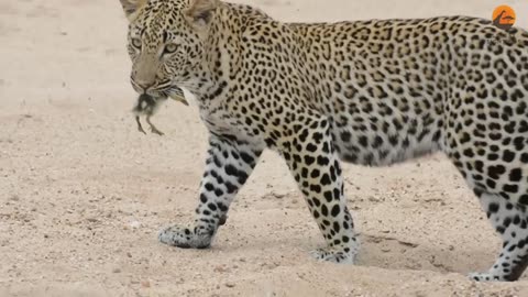 Innocent chick walks up toward leopard, you don't believe what happen then?