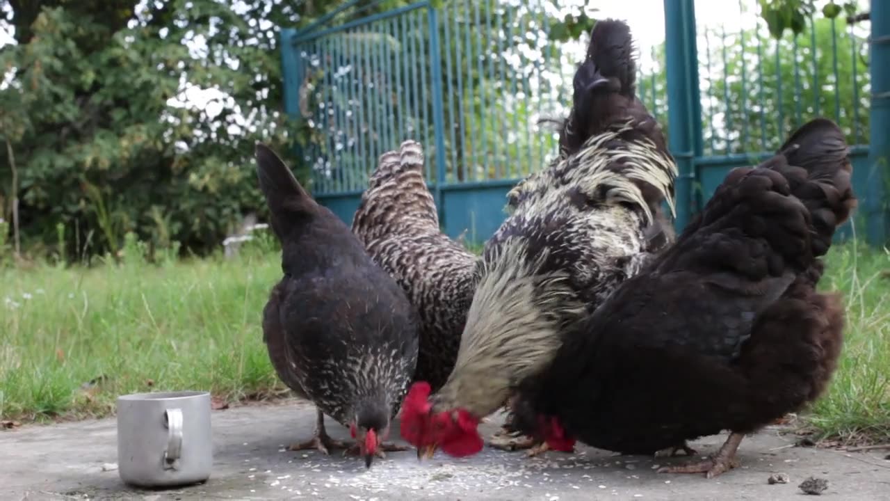 Hens funny storts video#hen#funny#shorts#videos