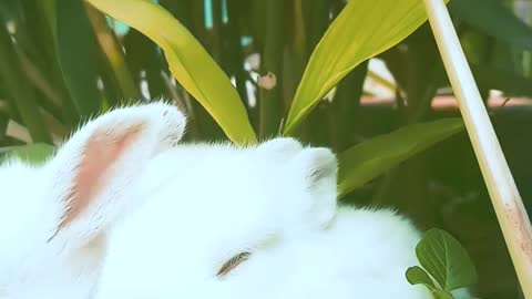 Cute bunny eating 😄🥰