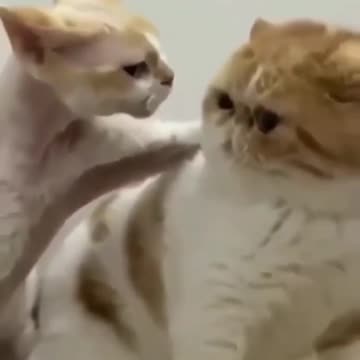 Cute Kitten Funny Video Clip