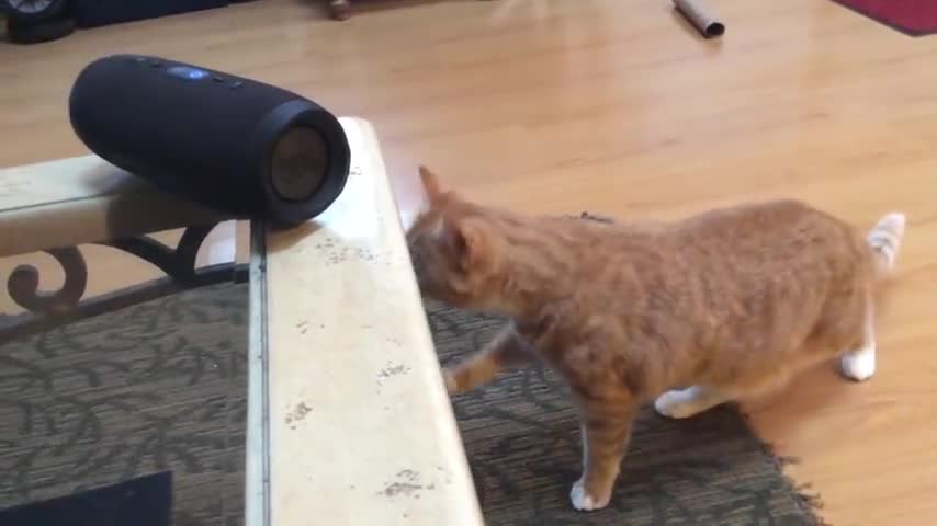 Blind kitty has incredible reaction to song made for cats