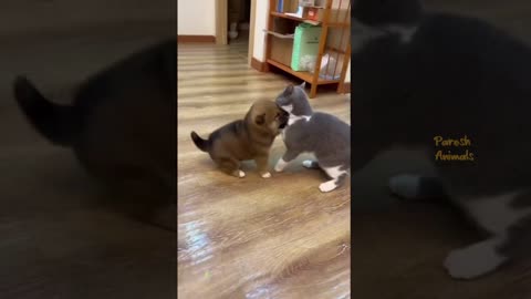 Funny dog and cat videos 🤣