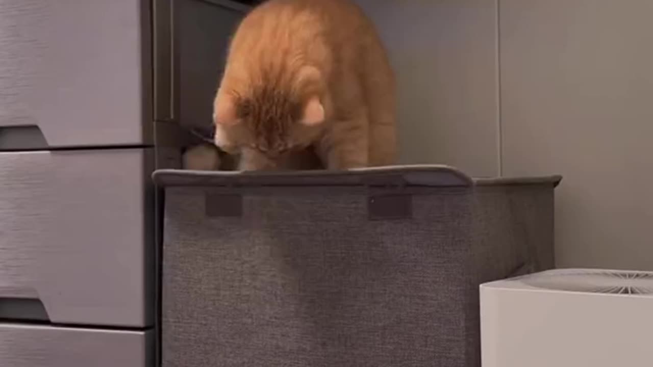 Cat trap