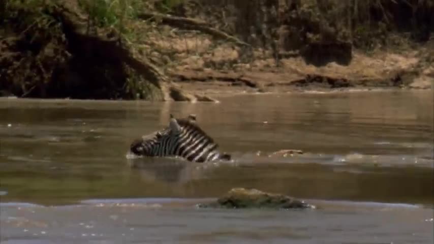 Migration ~ Wild Ones Episode 11 Free Documentary Nature