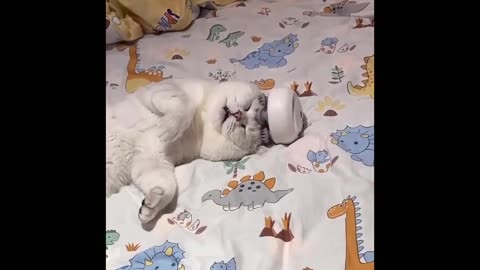 funny cats- massager