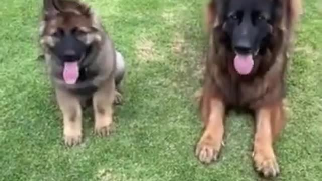 🤣Top Funny & Cute 🐶Dogs Videos Try Not To Laugh I Most Effective Dog Training Videos I #62 #shorts