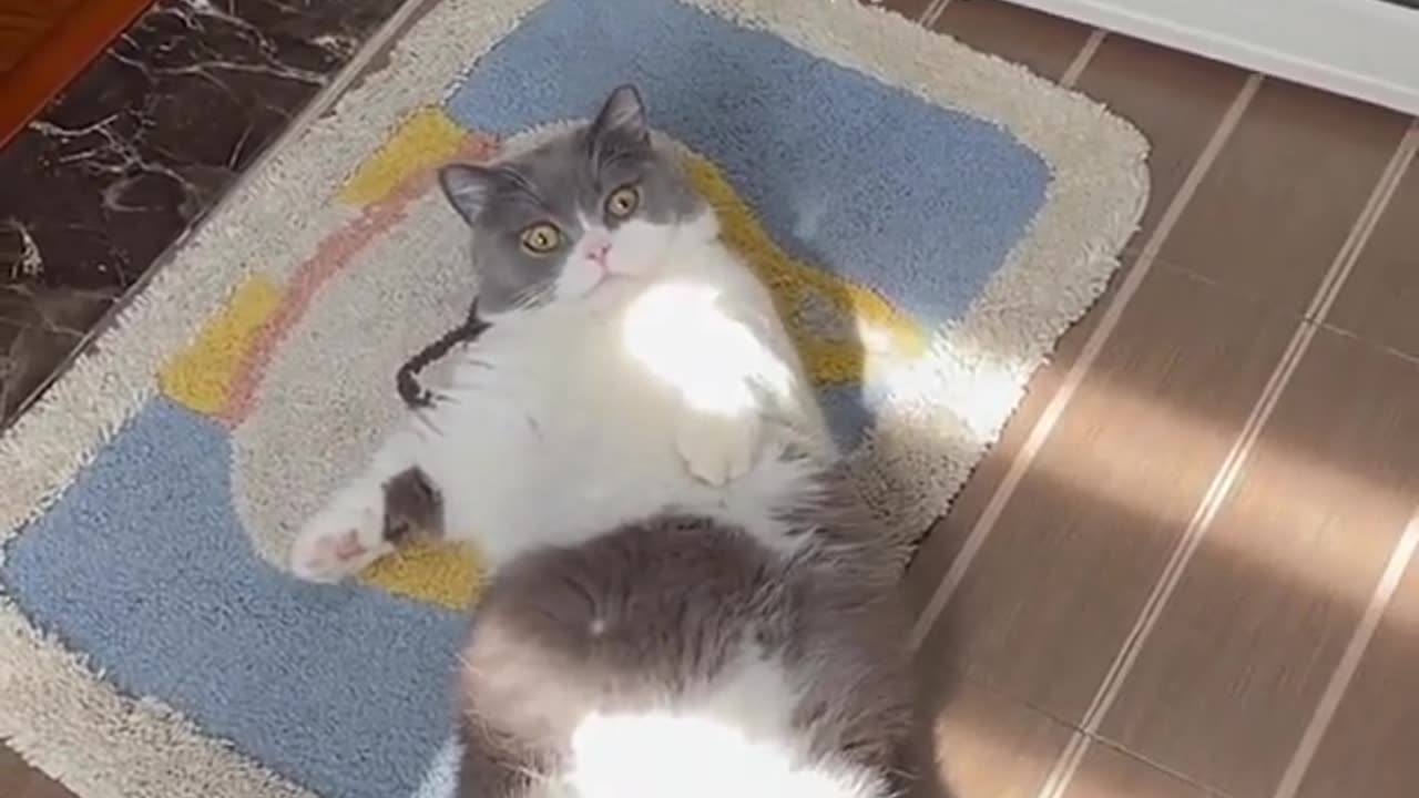 FUNNY AND CUTE CAT