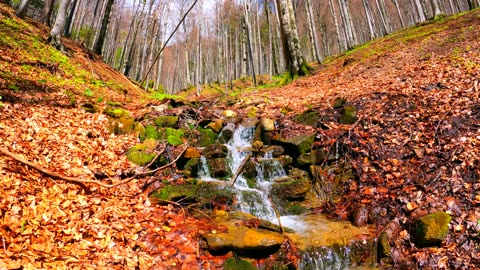 A Rocky River in the Forest : A Rocky River in the Forest