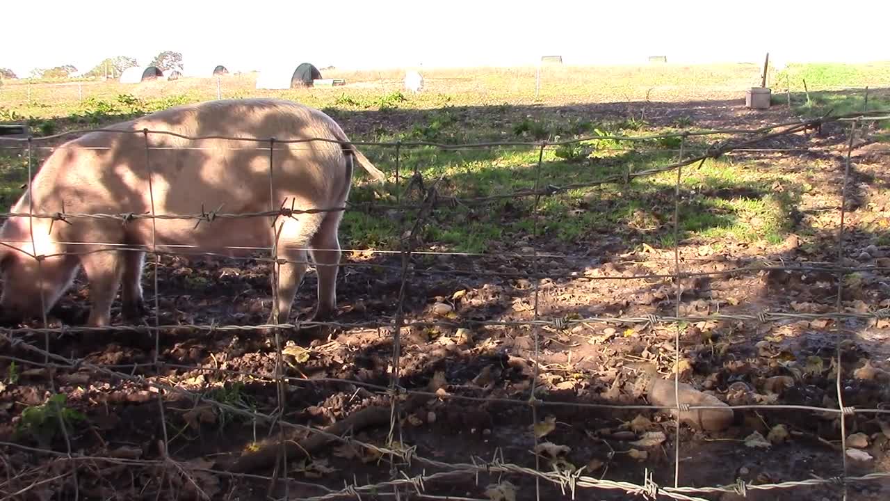 Pig Pink Farm Eat Animal Pork Nature Agriculture