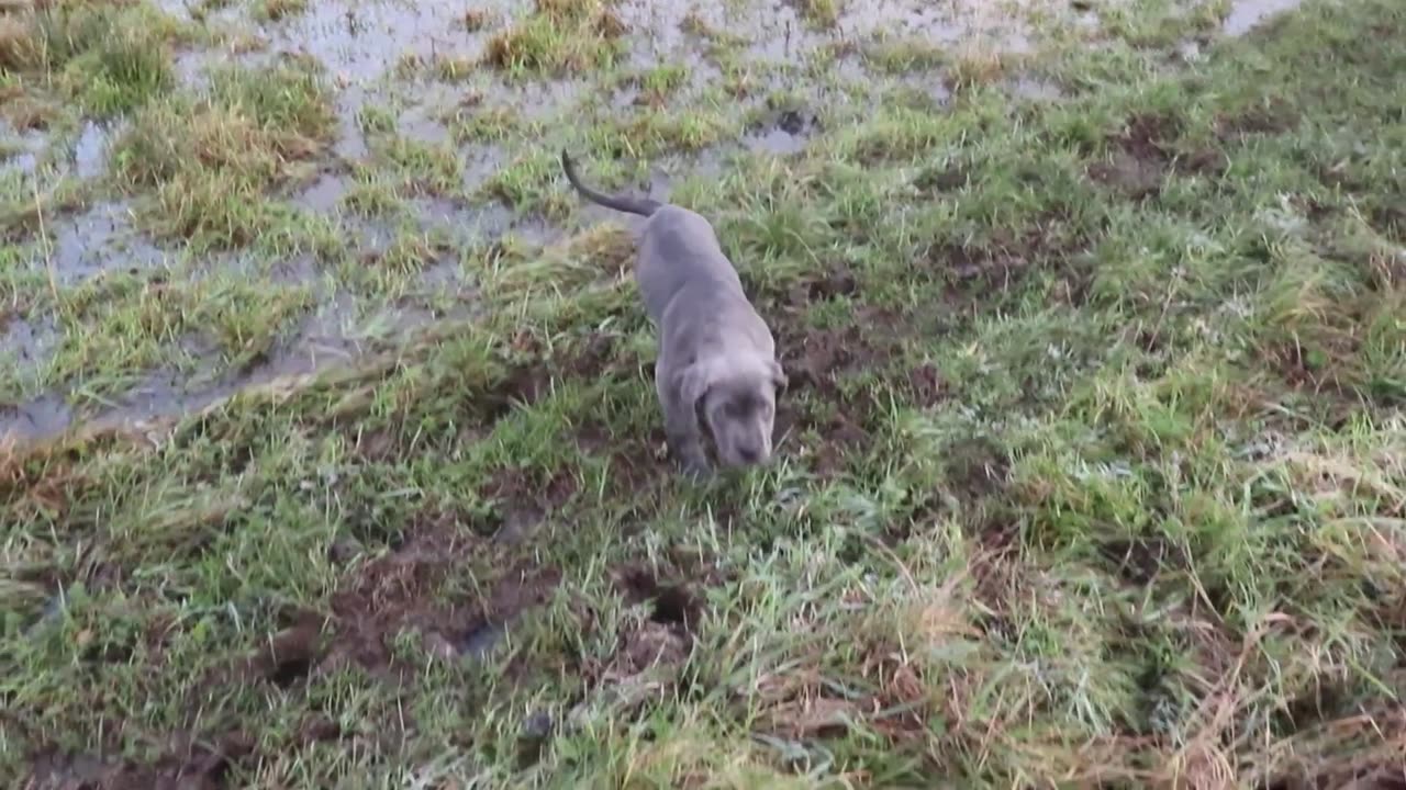 CANE CORSO PUPPY BRAVES WATER FOR THE FIRST TIME!!