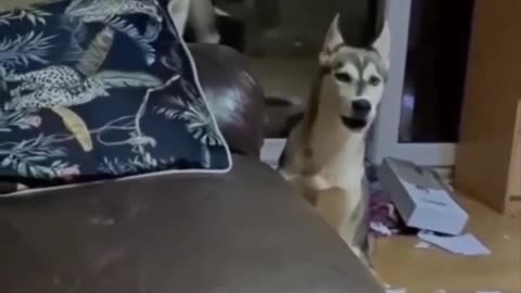 Animal funny 🤣🤣🤣 video 😂