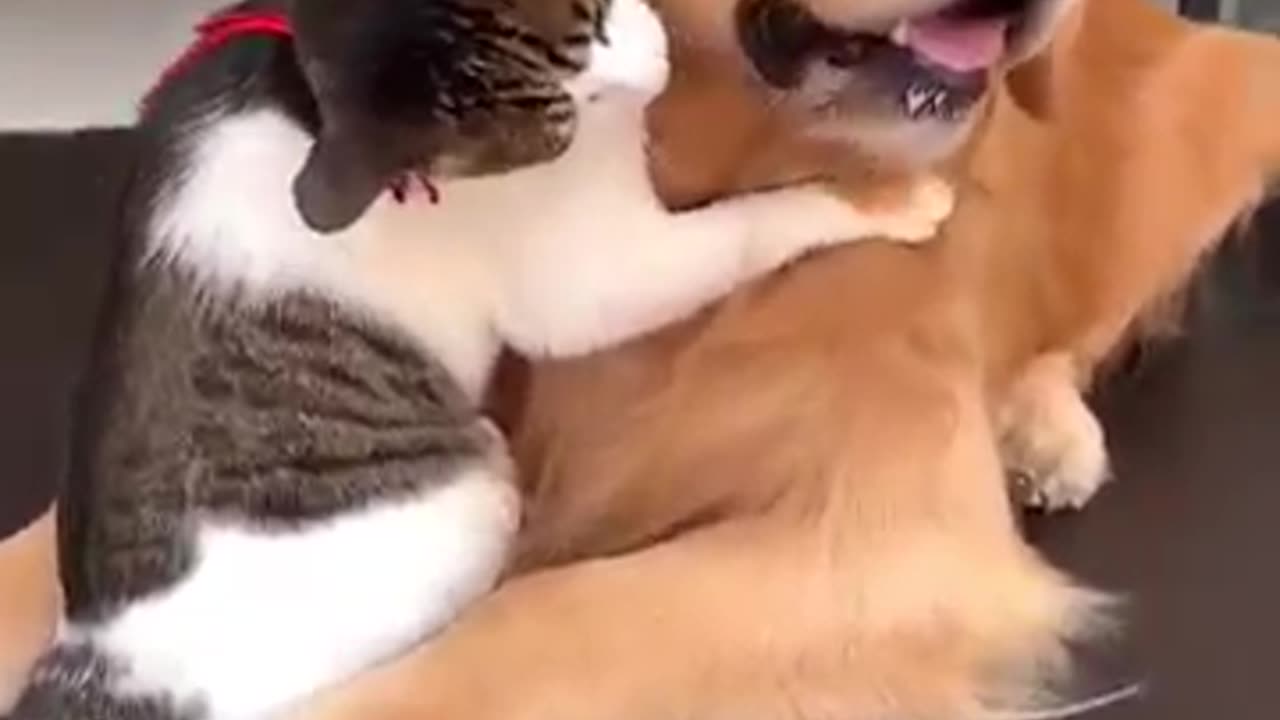 Cute dog and cute cat