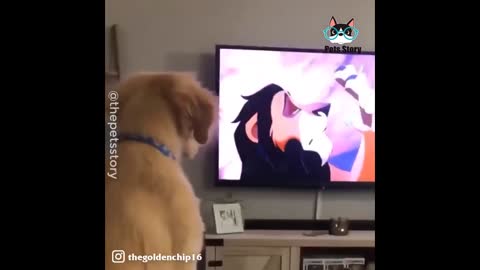 Lion King is one of hes favorites LOL FUNNY PETS WATCHING TV compilation