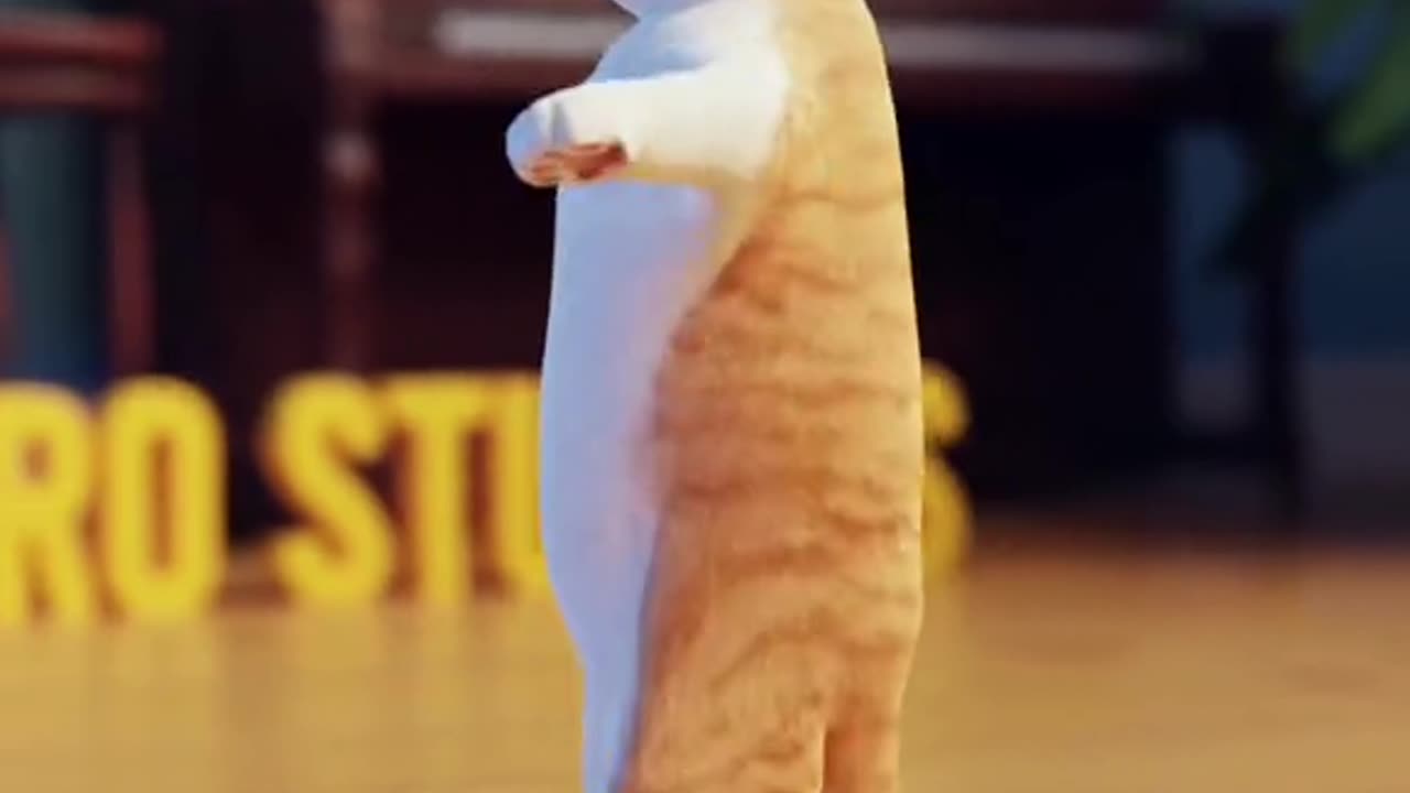 Funny cat