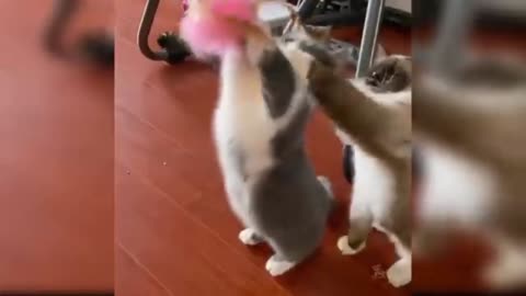 Baby Cats - Cute and Funny Cat Videos Compilation