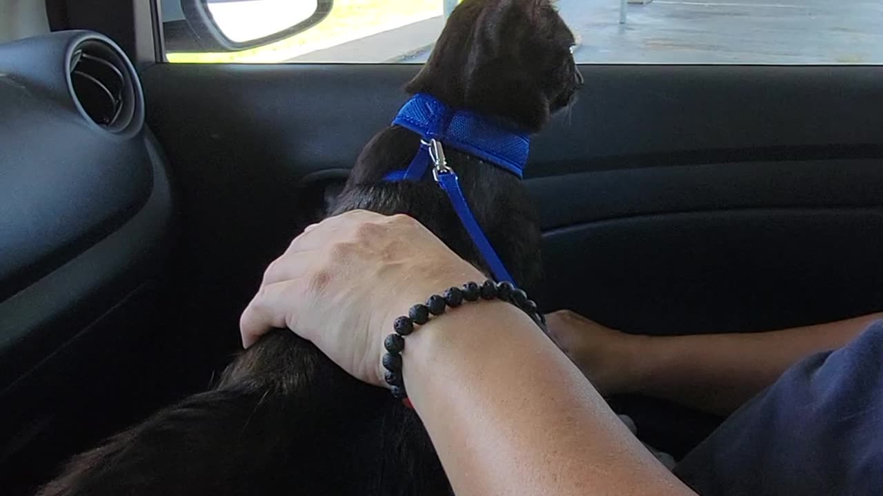 Cat Going For a Ride in the Car