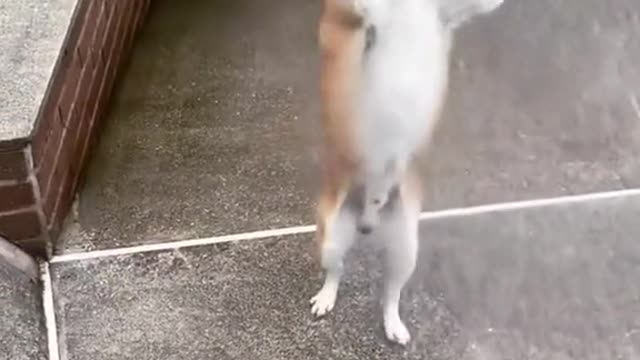 Dog playing with sprinkler looks like it's dancing