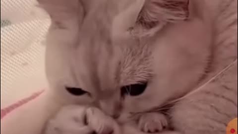 Cute cats mother's love #cats #motherslove #viral