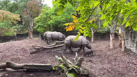 Group of Rhinos in Zoo