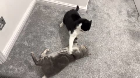 Cat Bullies Other Cat