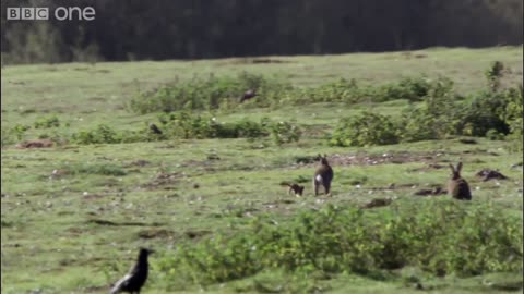 Stoat kills rabbit ten times its size - Life | BBC