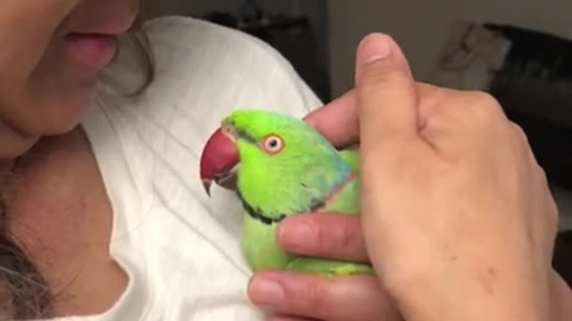 Birde our sweet Indian Ringneck🦜💕❤️😘