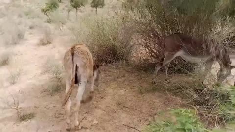 Donkey Family Members Enjoying