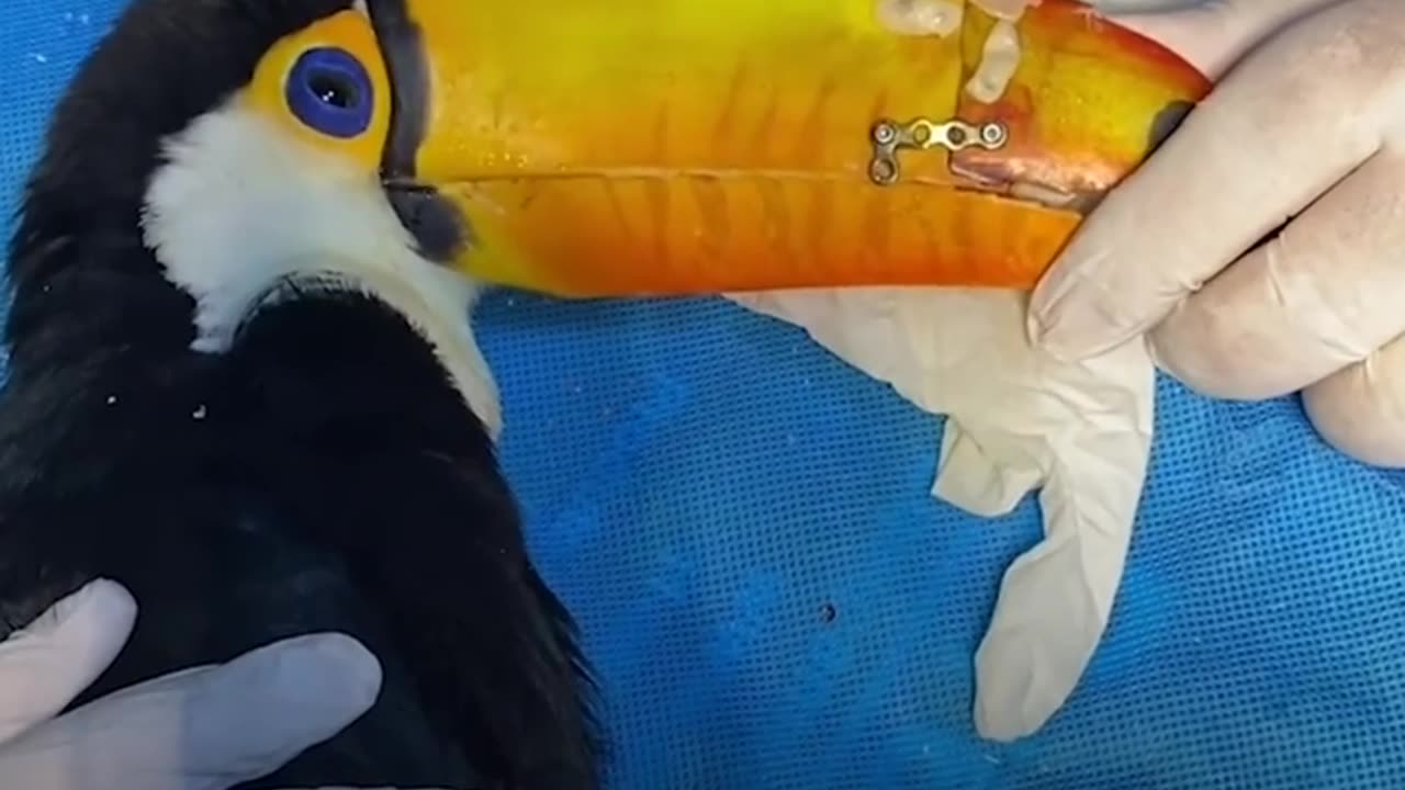 This Toucan's beak was repaired with a 3d printed replacement.