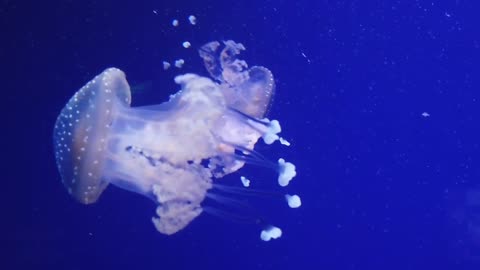 DEEP OCEAN - Drifting Jellyfish with Ambient and Calming Music for Relaxation-6