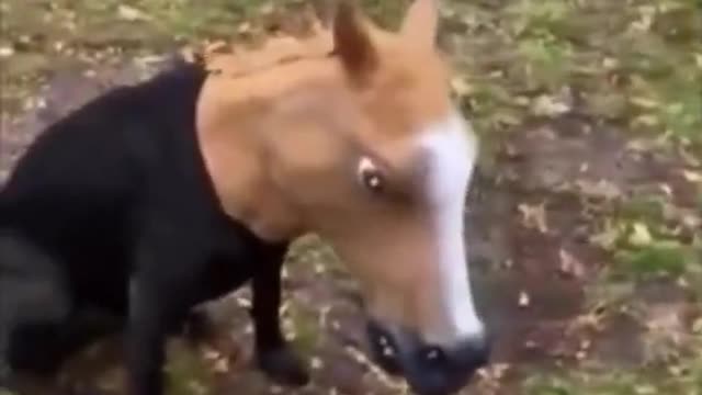 Funny dog in a horse mask!!!