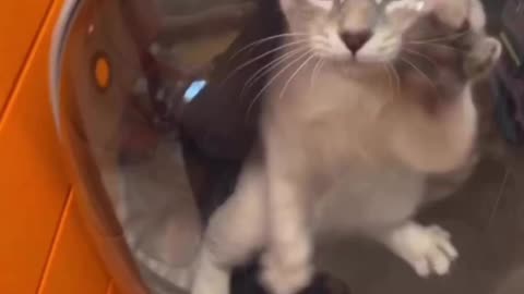 Funny cat acting 😂😂 cat funny moments