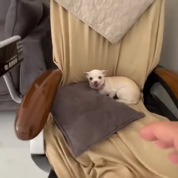 I love the Kuchi Kuchi❤️