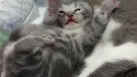 Cute Cats)))