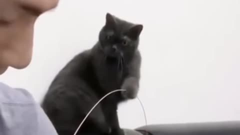 cat entertains it's slave.