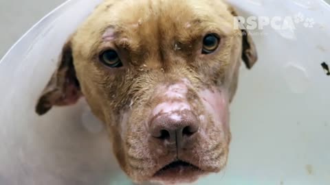 Ivy was horribly injured by another dog in her own backyard 💔