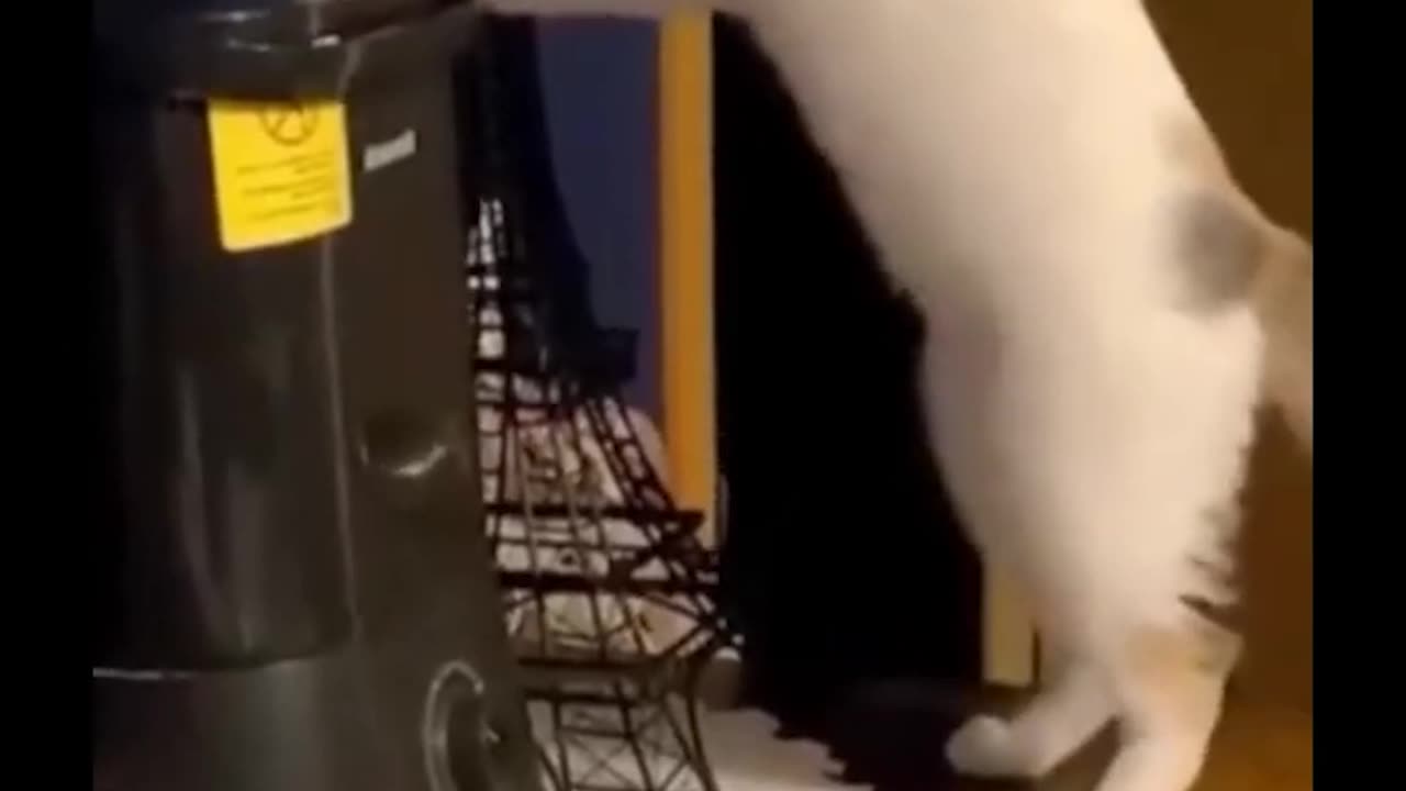 Funny cats dogs Video 2023 || part 5