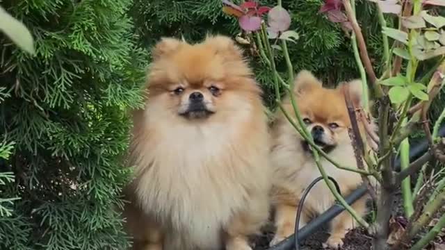 Cute Pomeranian # cute # Funny
