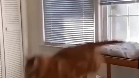 Funny animal 😂😯