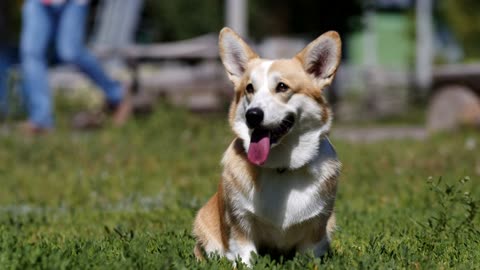 Fluffy corgi sitting in in the grass with his tongue hanging out😄~