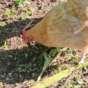 OMC! Delicious clover! Watch until the end to see Red #2 choke down a long one!
