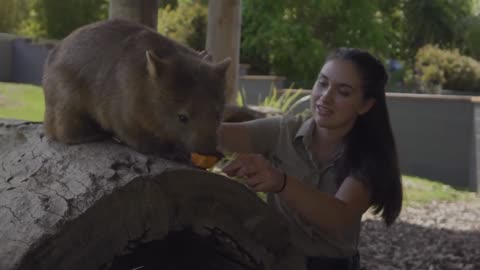 Are wombats friendly? Fun facts! Symbio Wildlife Park