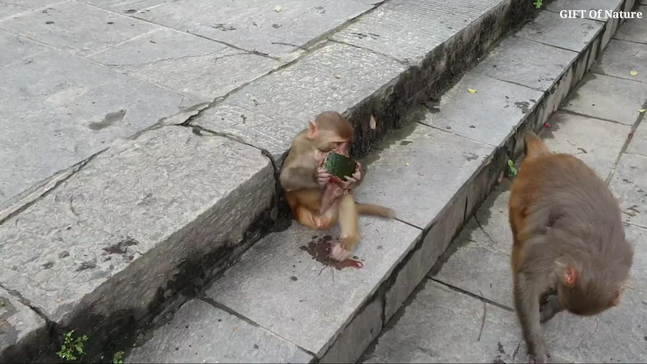 Monkey feeding Banana, Watermelon and Papaya